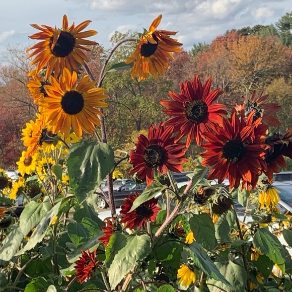 Meet your Posher, Valerie - Picture 1 of 1